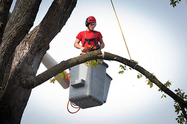 Palm Tree Trimming in Muncy, PA